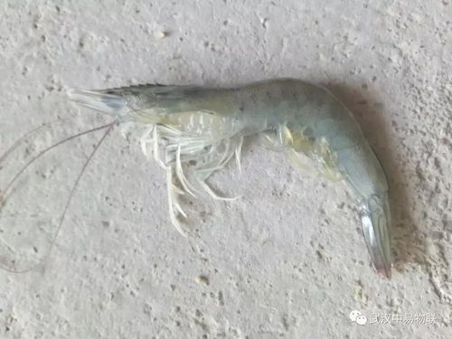 科技賦能現代漁業 南美白對蝦纖毛蟲病的綜合防控與高效飼料銷售策略