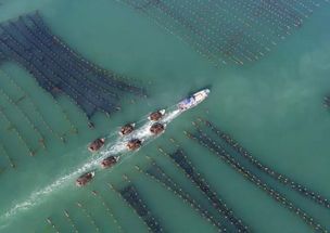 海洋蔬菜 畜牧漁業飼料領域的綠色新秀