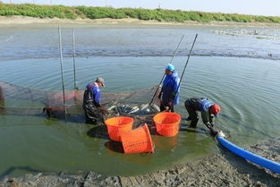 2019臺灣專業漁畜技術展 精準布局，掘金上億畜牧漁業飼料銷售新商機