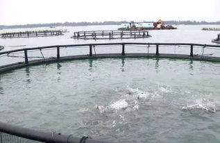 廣東水產養殖新風向 7個新品種與6項新技術引領行業熱潮