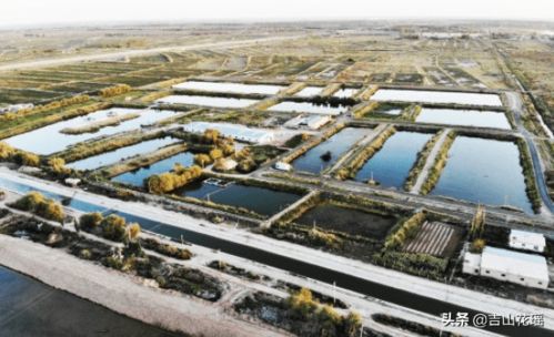 綠波蕩漾生金鏈 池塘綠色生態養殖模式示范區與畜牧漁業飼料銷售協同發展案例分析