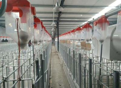 六盤水豬場全自動供料塞片料線 現代畜牧漁業的高效飼料解決方案